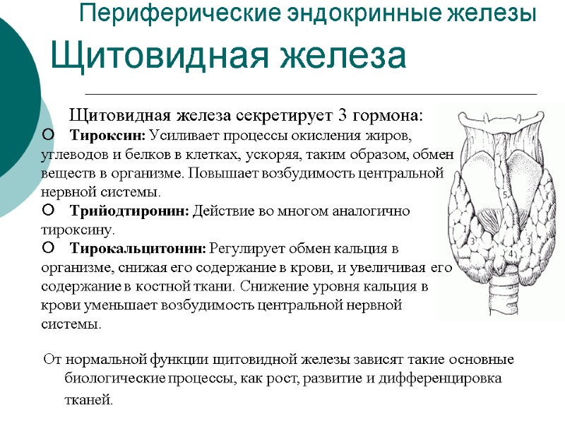 Периферические эндокринные железы Щитовидная железа Щитовидная железа секретирует 3 гормона: Тироксин: Усиливает процессы окисления